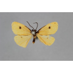 /filer/webapps/moths/media/images/D/delimbatula_Thumatha_HT_BMNH.jpg