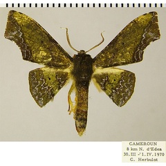 /filer/webapps/moths/media/images/E/eacleoides_Vaena_AM_ZSM.jpg