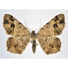 /filer/webapps/moths/media/images/S/subvaria_Chiasmia_AF_NHMO.jpg