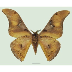/filer/webapps/moths/media/images/D/dimonica_Dogoia_AM_Basquinb.jpg