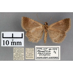 /filer/webapps/moths/media/images/F/flavilinea_Plecoptera_STM_OUMNH_02.jpg