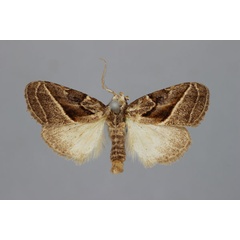 /filer/webapps/moths/media/images/O/ochrographa_Meganola_HT_BMNH.jpg