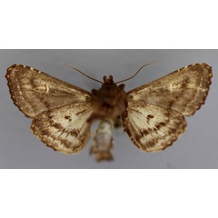 /filer/webapps/moths/media/images/C/conservuloides_Tracheplexia_HT_RMCA_02.jpg