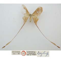 /filer/webapps/moths/media/images/T/trogophylla_Eudaemonia_HT_NHMUKa.jpg