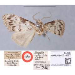 /filer/webapps/moths/media/images/M/malgassica_Macalla_HT_BMNH.jpg