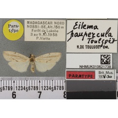/filer/webapps/moths/media/images/P/paupercula_Eilema_PTM_BMNHa.jpg