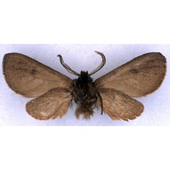 /filer/webapps/moths/media/images/B/bipuncta_Metarctia_ST_BMNH_02.jpg