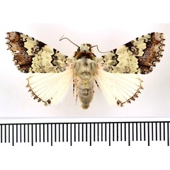 /filer/webapps/moths/media/images/M/marmorifera_Bamra_AM_BMNH_01.jpg