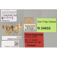 /filer/webapps/moths/media/images/P/perplexoides_Ozarba_PTM_BMNH_02a.jpg