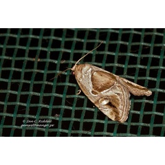 /filer/webapps/moths/media/images/J/johnjoannoui_Deltote_A_Riddell.jpg