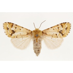 /filer/webapps/moths/media/images/P/prasinodes_Nyodes_AF_RMCA.jpg