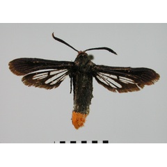 /filer/webapps/moths/media/images/R/ruficauda_Sura_HT_BMNH.jpg