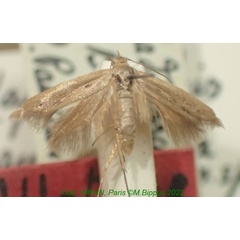 /filer/webapps/moths/media/images/P/paulianella_Haploscythris_AT_MNHN.jpg