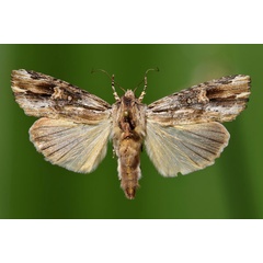 /filer/webapps/moths/media/images/V/versicolora_Callixena_A_Butler.jpg