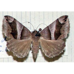 /filer/webapps/moths/media/images/D/derogans_Dysgonia_AM_MNHN.jpg