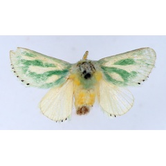 /filer/webapps/moths/media/images/A/albiramosa_Coenobasis_AF_TMSA.jpg