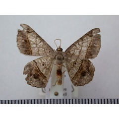 /filer/webapps/moths/media/images/S/streniata_Chiasmia_A_Revell.jpg
