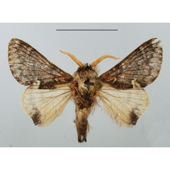 /filer/webapps/moths/media/images/A/affinis_Anadiasa_AM_TMSA.jpg