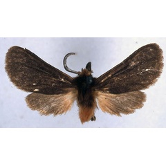 /filer/webapps/moths/media/images/M/margaretha_Metarctia_HT_BMNH_01.jpg