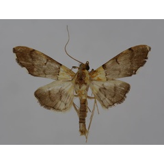 /filer/webapps/moths/media/images/R/rufitinctalis_Agrotera_A_BMNH.jpg