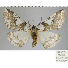/filer/webapps/moths/media/images/R/rudicornis_Rhodophthitus_AF_ZSM.jpg