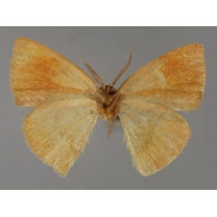 /filer/webapps/moths/media/images/M/mannophora_Hypocoela_A_ZSM_02.jpg