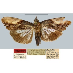 /filer/webapps/moths/media/images/C/conspicua_Lophoptera_HT_MNHN.jpg