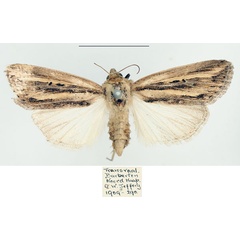 /filer/webapps/moths/media/images/P/persecta_Mythimna_AF_BMNH_01.jpg