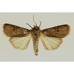/filer/webapps/moths/media/images/L/longidentifera_Agrotis_AF_RMCA.jpg