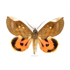 /filer/webapps/moths/media/images/M/miniatus_Lobophyllodes_AM_Basquin_02.jpg