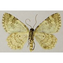 /filer/webapps/moths/media/images/B/bryophilaria_Piercia_AF_ZSMb.jpg