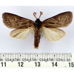 /filer/webapps/moths/media/images/L/ludovici_Rougeotia_AM_BMNH.jpg