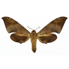 /filer/webapps/moths/media/images/N/nigriplaga_Polyptychus_AF_Basquin.jpg