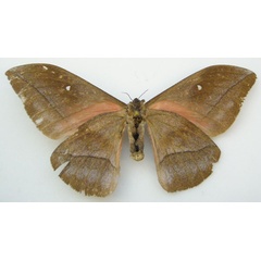 /filer/webapps/moths/media/images/J/jamesoni_Bunaea_HT_NHMUKb.jpg