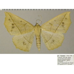 /filer/webapps/moths/media/images/A/arabica_Psilocerea_AF_ZSM.jpg