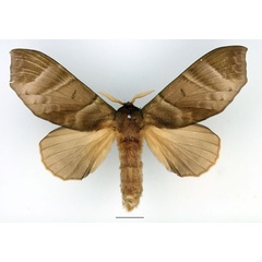 /filer/webapps/moths/media/images/A/angulata_Gonobombyx_AF_Basquin_01.jpg