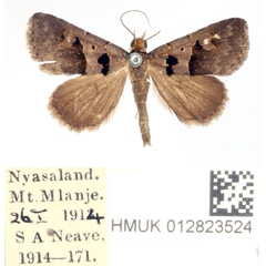 /filer/webapps/moths/media/images/M/microphaea_Anoba_AM_BMNH.jpg