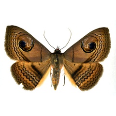 /filer/webapps/moths/media/images/G/glaucescens_Spirama_A_NHMO.jpg