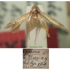 /filer/webapps/moths/media/images/V/villiersi_Opogona_HT_MNHN.jpg