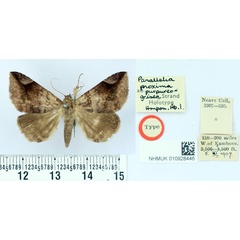 /filer/webapps/moths/media/images/P/purpureogrisea_Parallelia_HT_BMNH.jpg