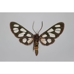 /filer/webapps/moths/media/images/W/williami_Amata_ST_BMNH.jpg