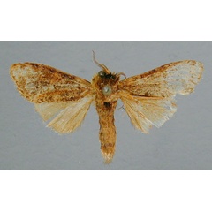 /filer/webapps/moths/media/images/F/fusconebulosa_Eurystauridia_A_RMCA.jpg