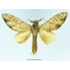 /filer/webapps/moths/media/images/I/immodica_Tricholoba_AM_Basquin_03.jpg
