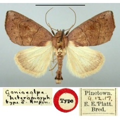 /filer/webapps/moths/media/images/H/heteromorpha_Goniocalpe_HT_BMNH.jpg