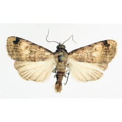 /filer/webapps/moths/media/images/B/bibrachiata_Crypsotidia_AF_TMSA_02.jpg