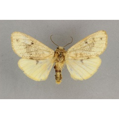 /filer/webapps/moths/media/images/P/pallida_Teracotona_HT_BMNH.jpg