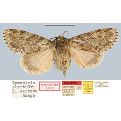 /filer/webapps/moths/media/images/S/serrata_Lymantria_AT_MNHN.jpg