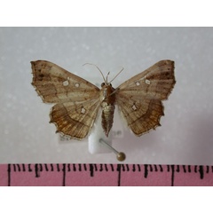 /filer/webapps/moths/media/images/V/vicaria_Egnasia_A_Revell_02.jpg