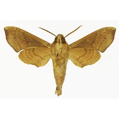 /filer/webapps/moths/media/images/R/robertsoni_Temnora_AM_Basquinb.jpg