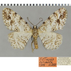 /filer/webapps/moths/media/images/C/cornuta_Ectropis_HT_ZSMa.jpg